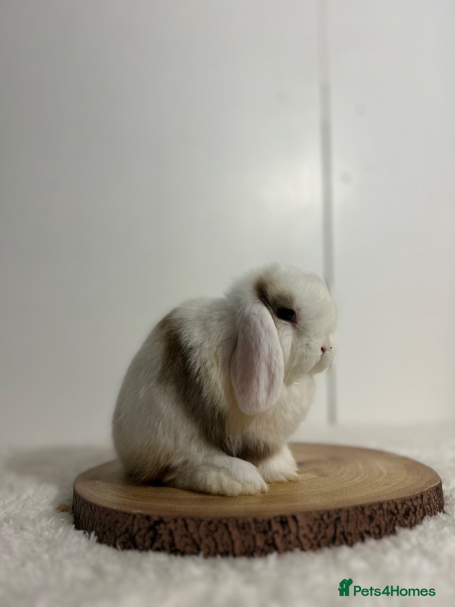 Mini Lop rabbits Purebred minilops ready to leave - Advert 2
