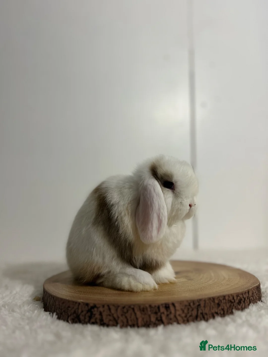 Mini Lop rabbits for sale: Purebred minilops ready to leave - Advert 2