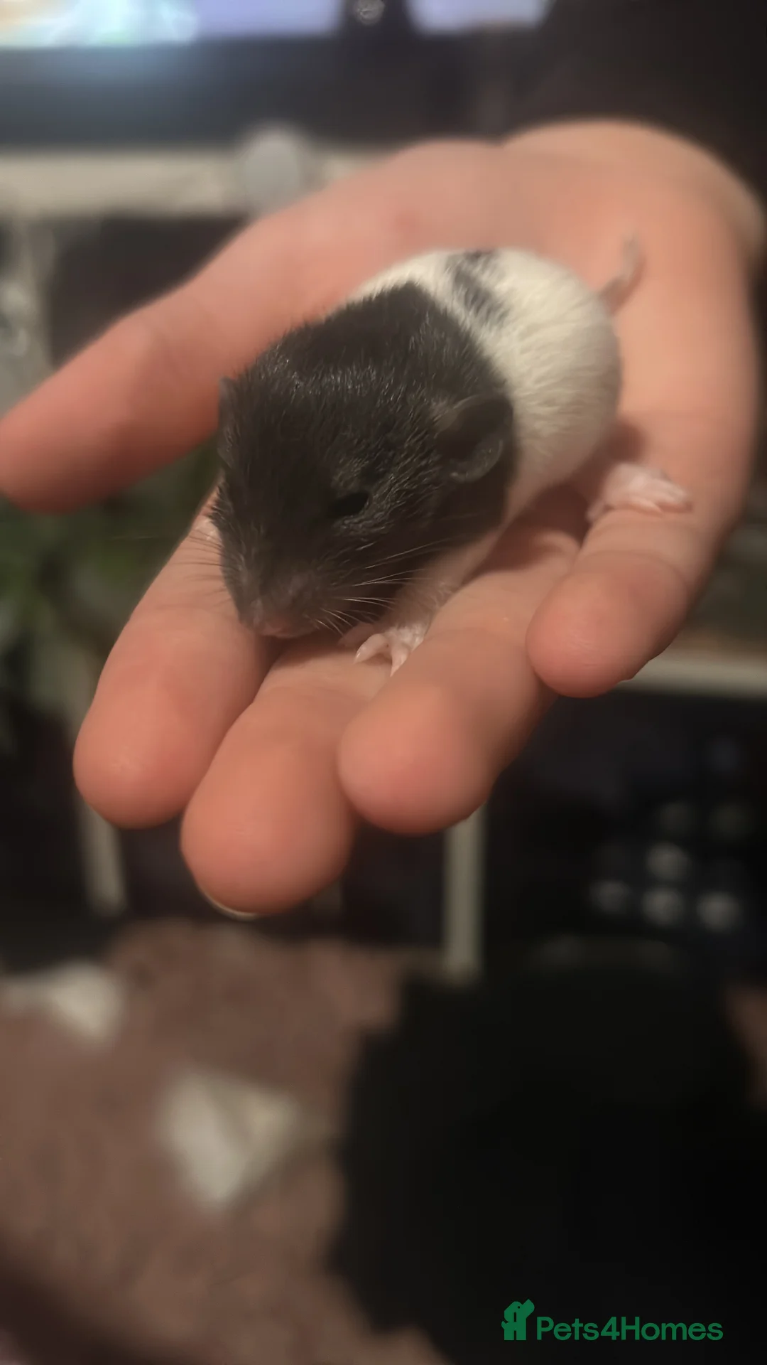 Rat rodents for sale: Beautiful rats  - Advert 2