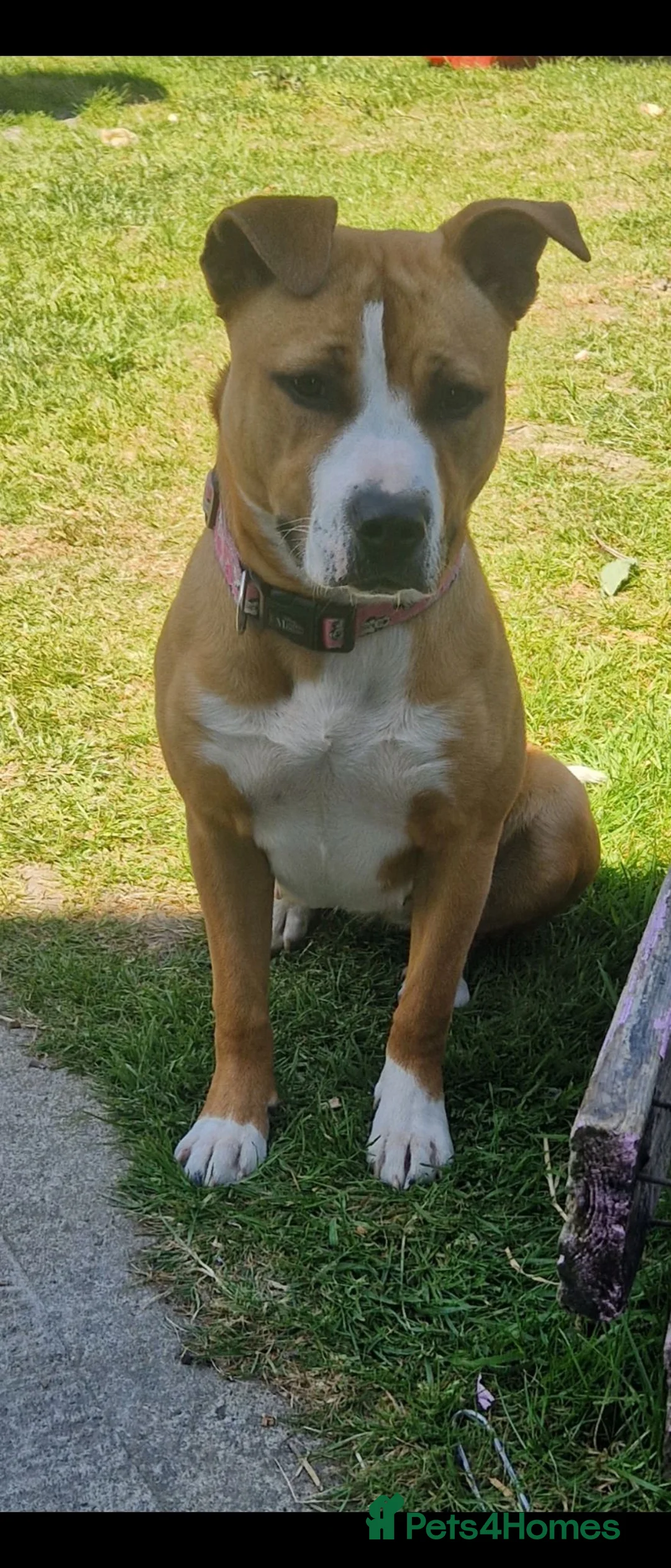 Staffordshire Bull Terrier dogs for sale: One beautiful little staffy girl - Advert 2