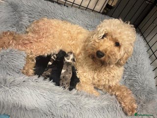 Cockapoo dogs Miniature cockapoos - Advert 11