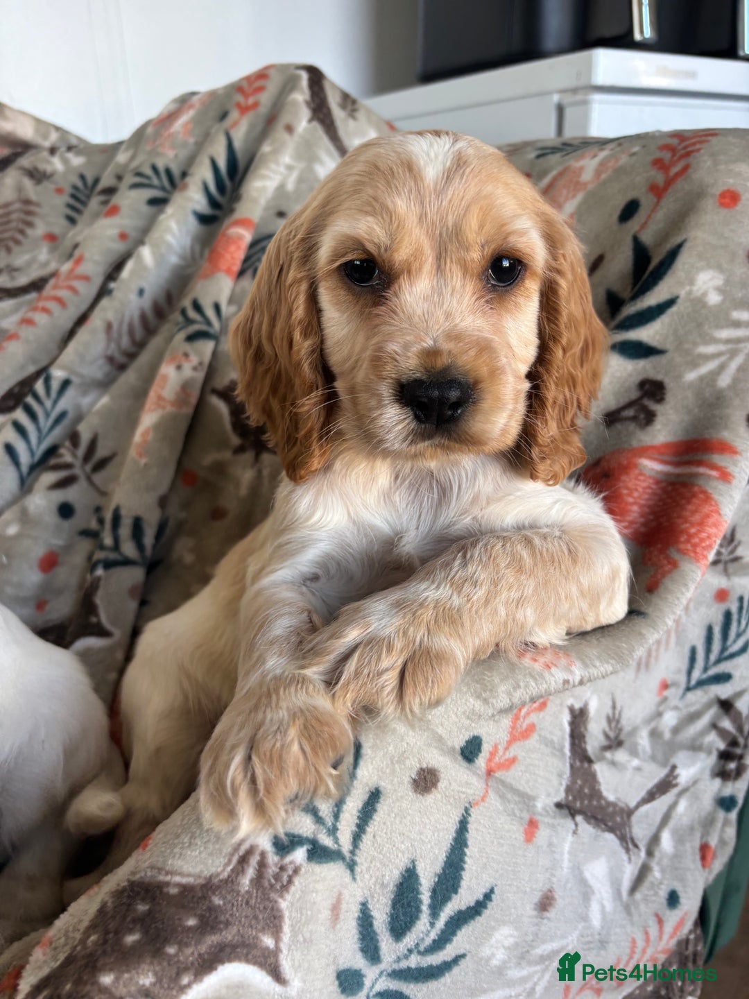 Cocker Spaniel dogs for sale: Show Cocker Spaniel Puppies  - Image 26