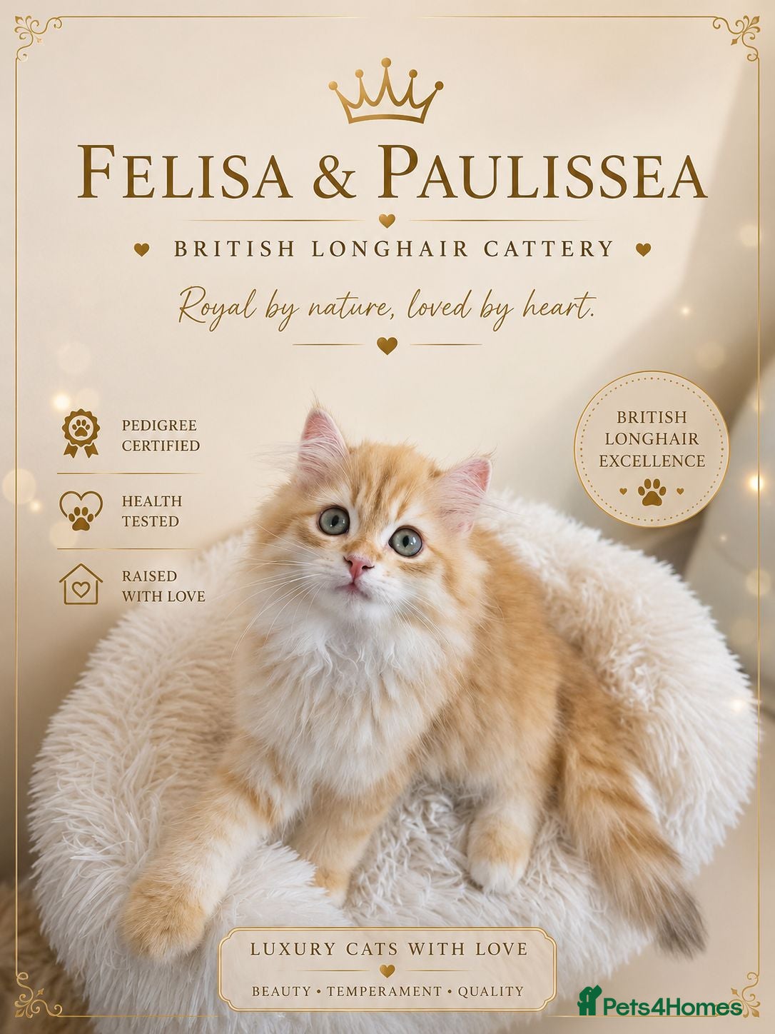 British Longhair cats British Longhair Kittens – Champion Lines ✨ - Advert 2