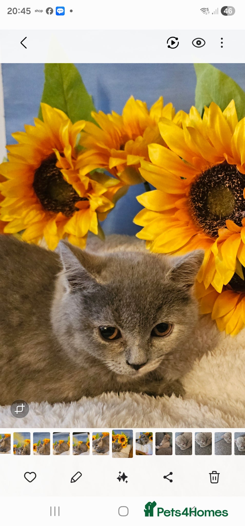 British Shorthair cats Stunning girl - Advert 6