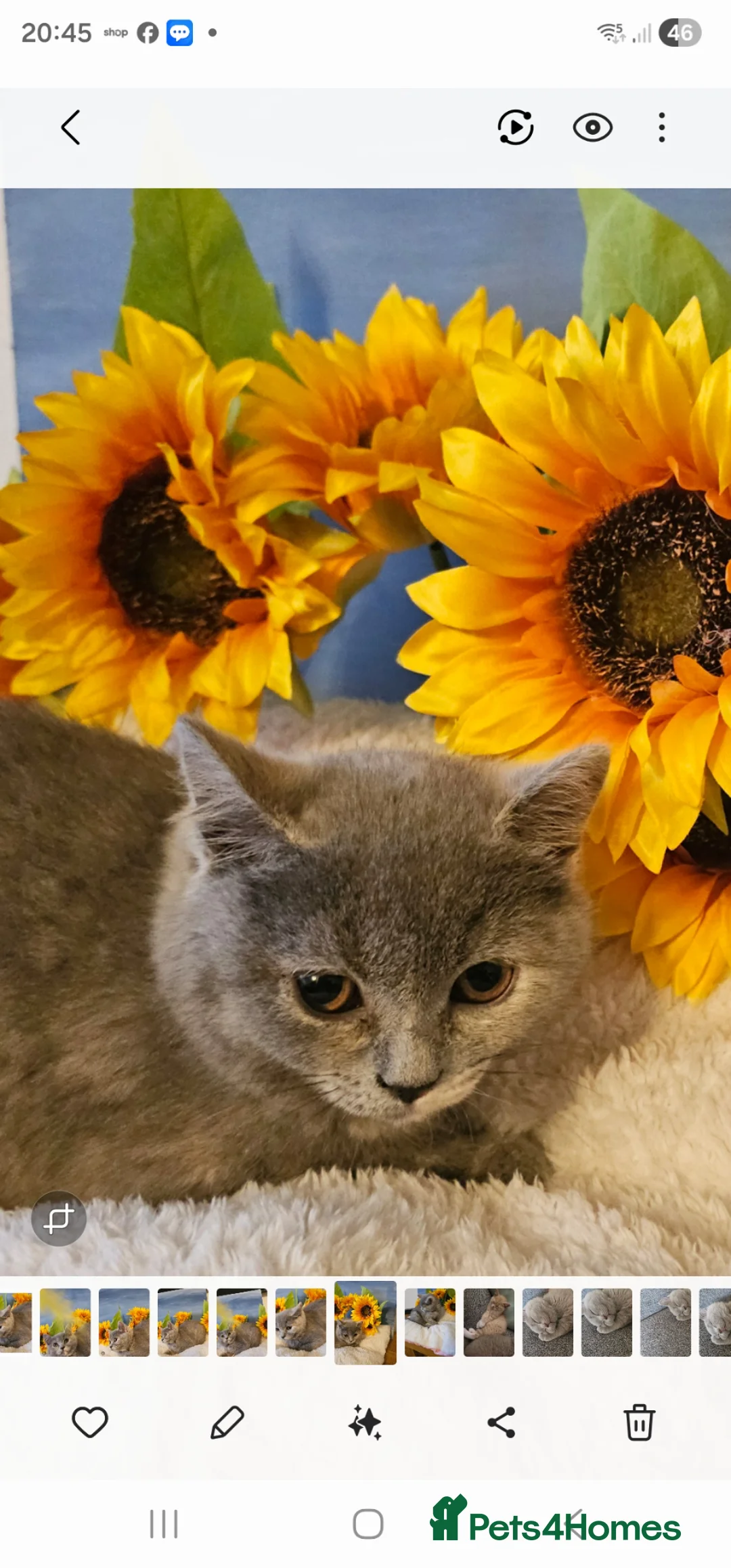 British Shorthair cats for sale: Stunning girl - Advert 2