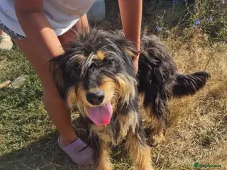 Mixed Breed dogs Meet rex 😍 - Advert 1