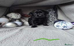 Labrador Retriever dogs for sale: Chunky cute lab pups for sale - Image 7