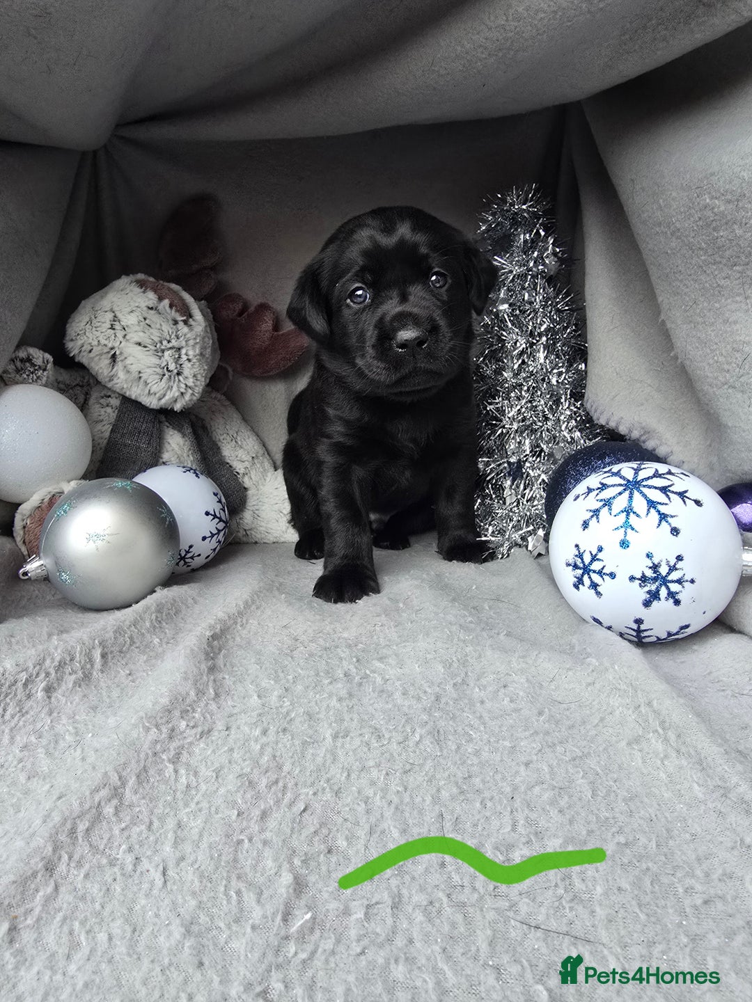 Labrador Retriever dogs for sale: Chunky cute lab pups for sale - Image 7