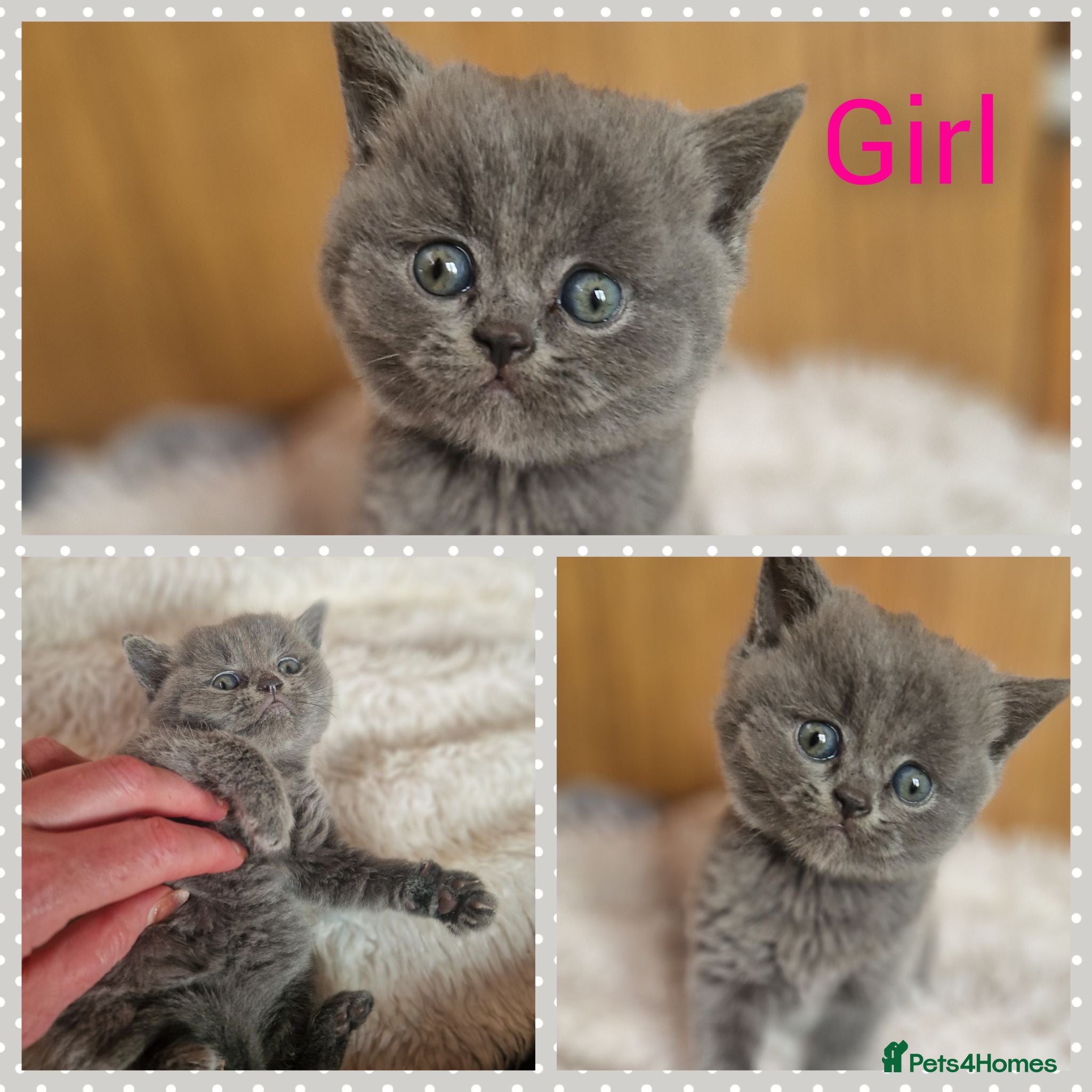 British Shorthair cats Beautiful British shorthair kittens to reserve  - Advert 18