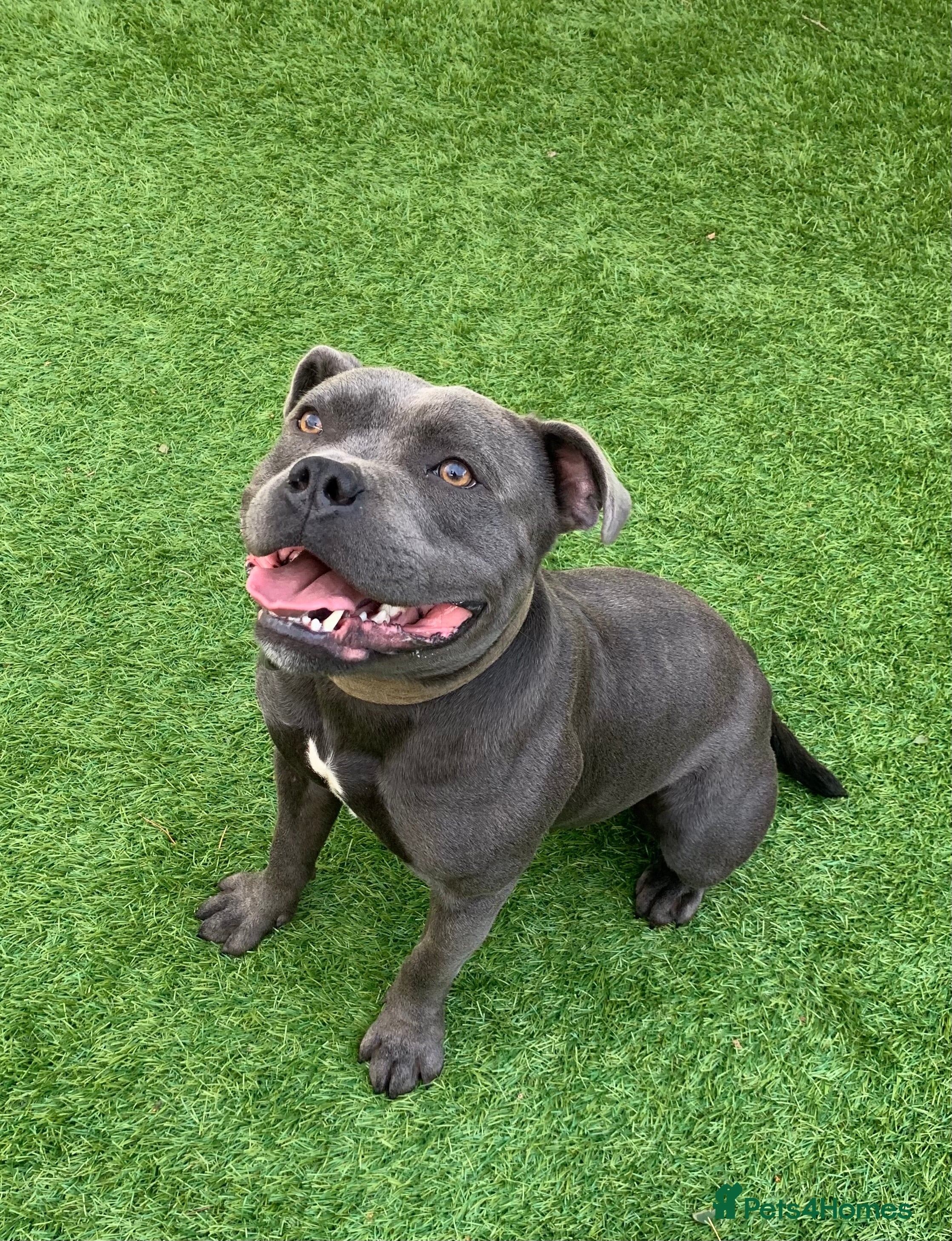 Staffordshire Bull Terrier dogs 🌟DARK BLUE🌟Staffordshire bull terrier KC reg in Wisbech - Advert 1