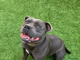 Staffordshire Bull Terrier dogs 🌟DARK BLUE🌟Staffordshire bull terrier KC reg in Wisbech - Advert 1