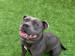 Staffordshire Bull Terrier dogs 🌟DARK BLUE🌟Staffordshire bull terrier KC reg in Wisbech - Advert 11