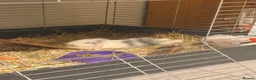 Lionhead rabbits for sale: Lionhead lops in Nuneaton - Advert 5