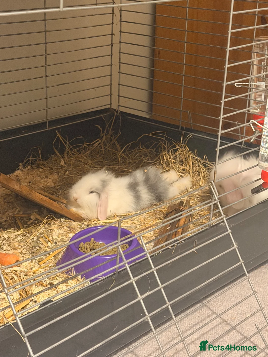 Lionhead rabbits for sale: Lionhead lops in Nuneaton - Advert 5