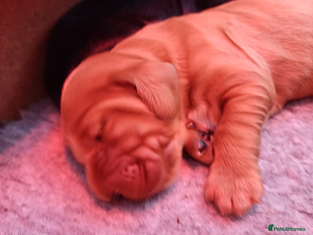 Cocker Spaniel dogs for sale: Outstanding health tested golden show cockers - Advert 13