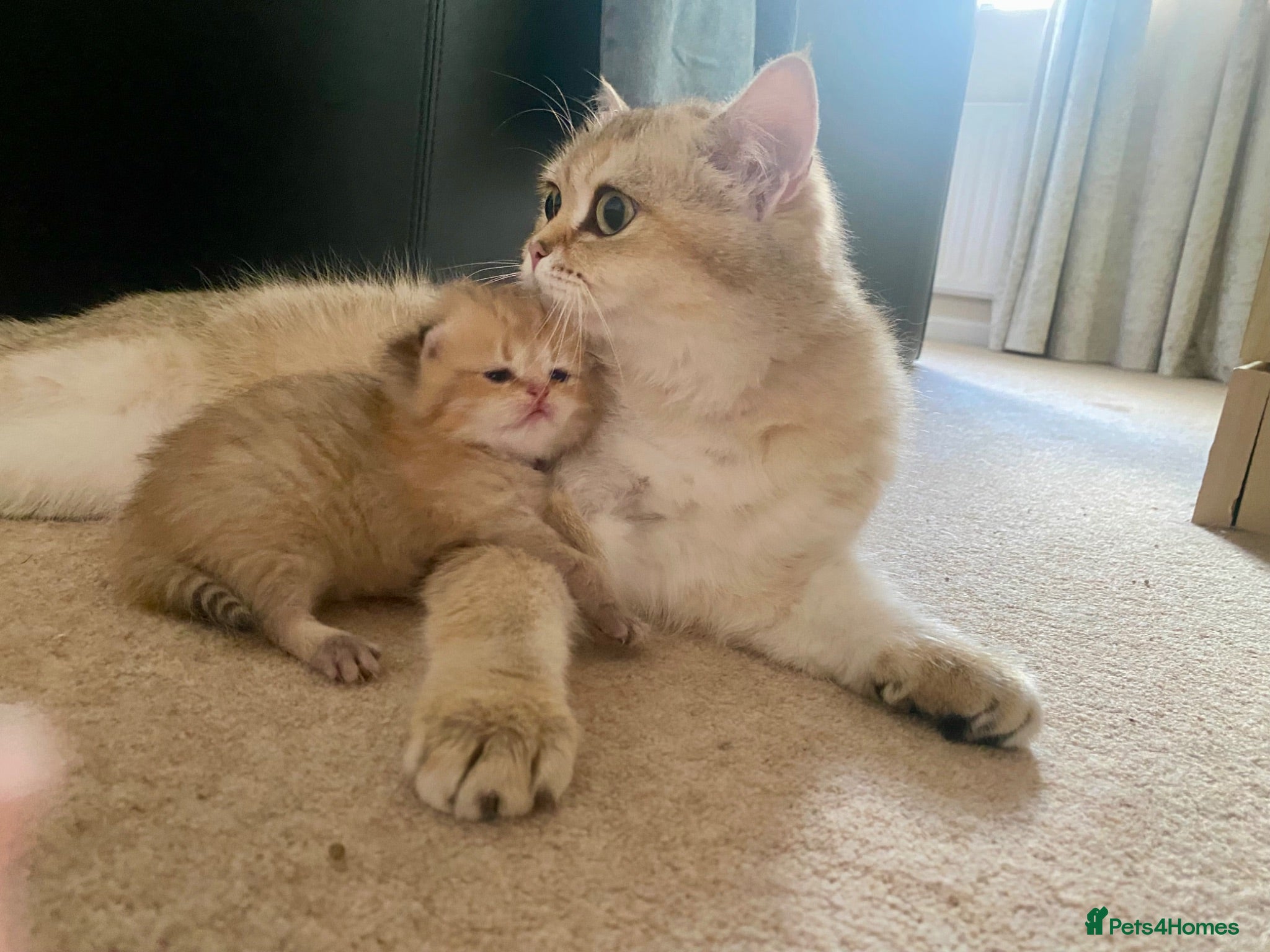 British Shorthair cats British Shorthair chocolate golden. - Advert 2