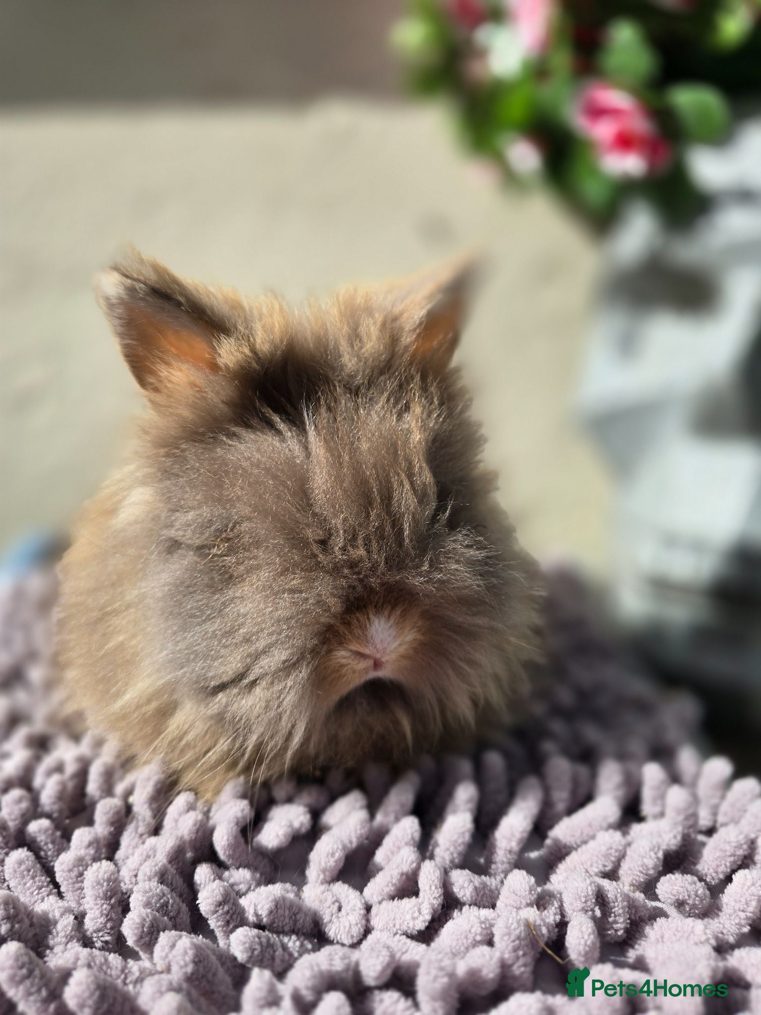 Angora rabbits Beautiful Teddy Dwergs  - Advert 8