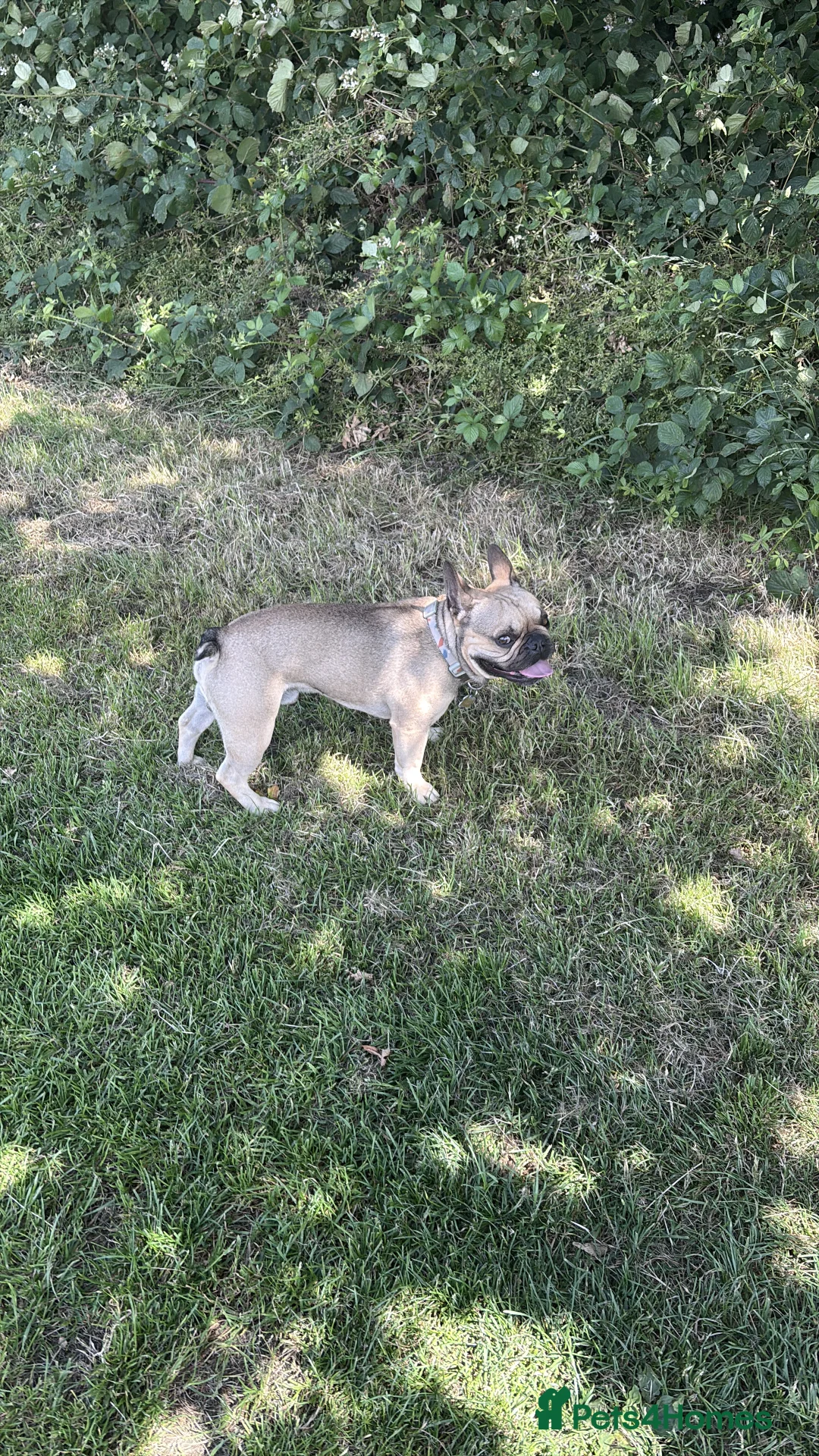 French Bulldog dogs for stud: Enzo is looking for a girlfriend - stud  - Advert 7