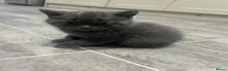 British Shorthair cats for sale: BRITISH SHORTHAIR KITTENS-AVAILABLE NOW  - Advert 9