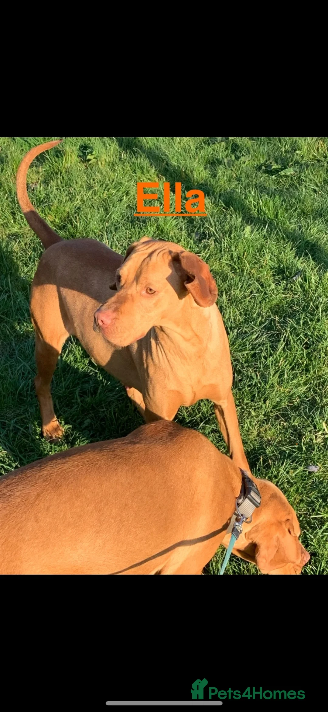 Hungarian Vizsla dogs for sale: 6 yr old female vizsla - Advert 3