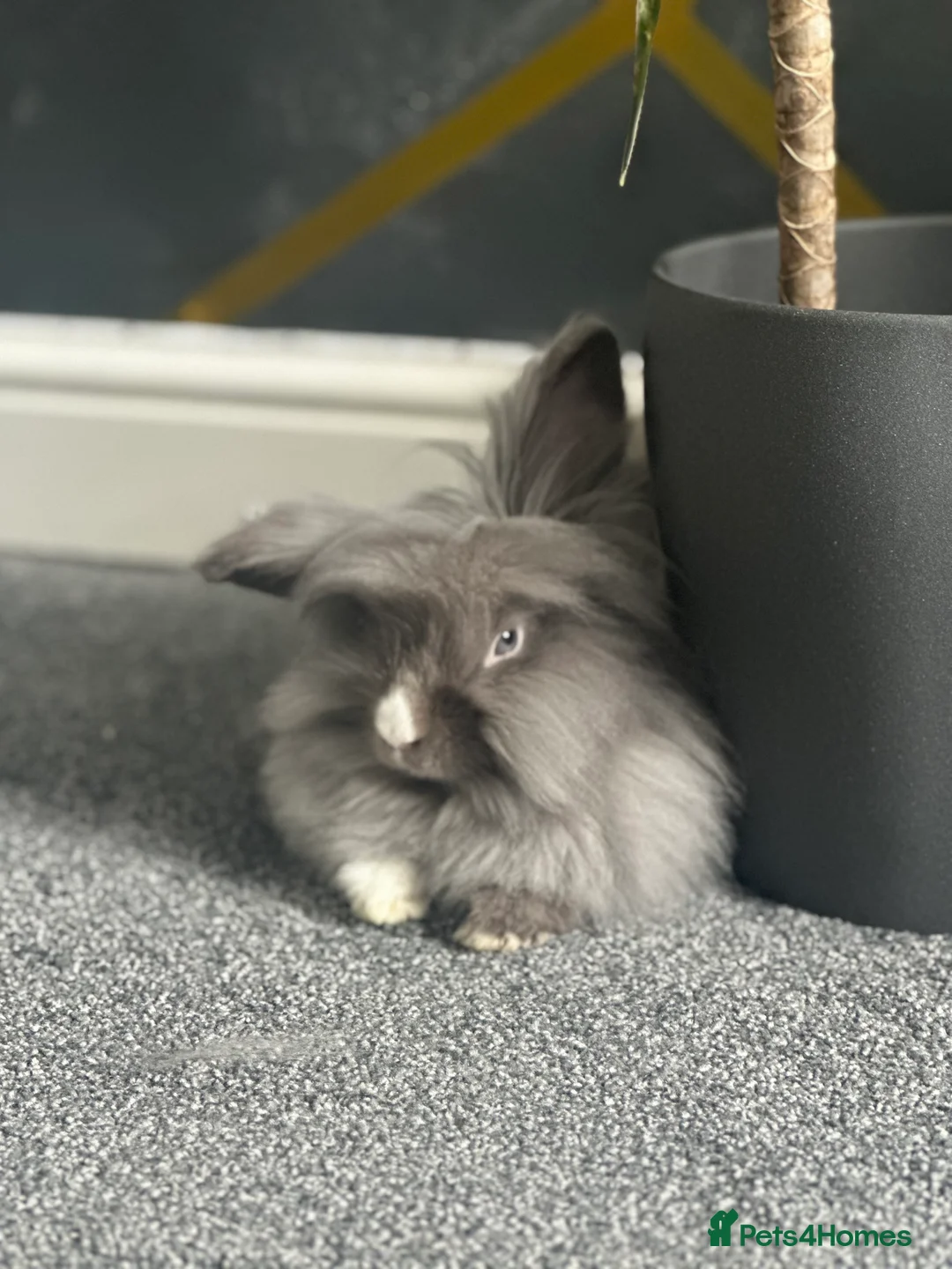 Lionhead rabbits for sale: Lionhead girl  - Advert 1