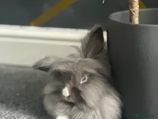 Lionhead rabbits Lionhead girl - Advert 2