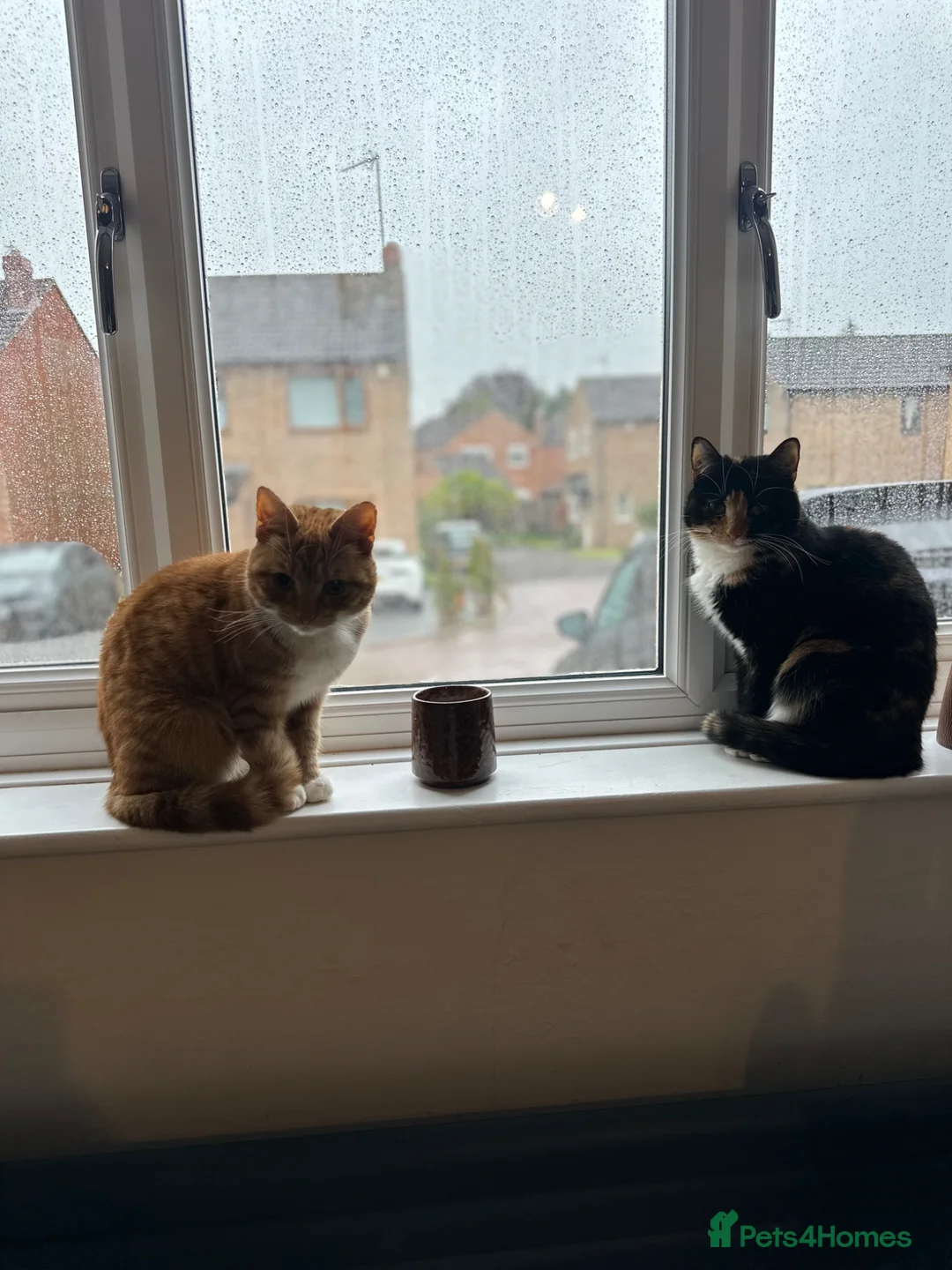 Mixed Breed cats for sale: 2 Adorable Sisters  - Advert 1