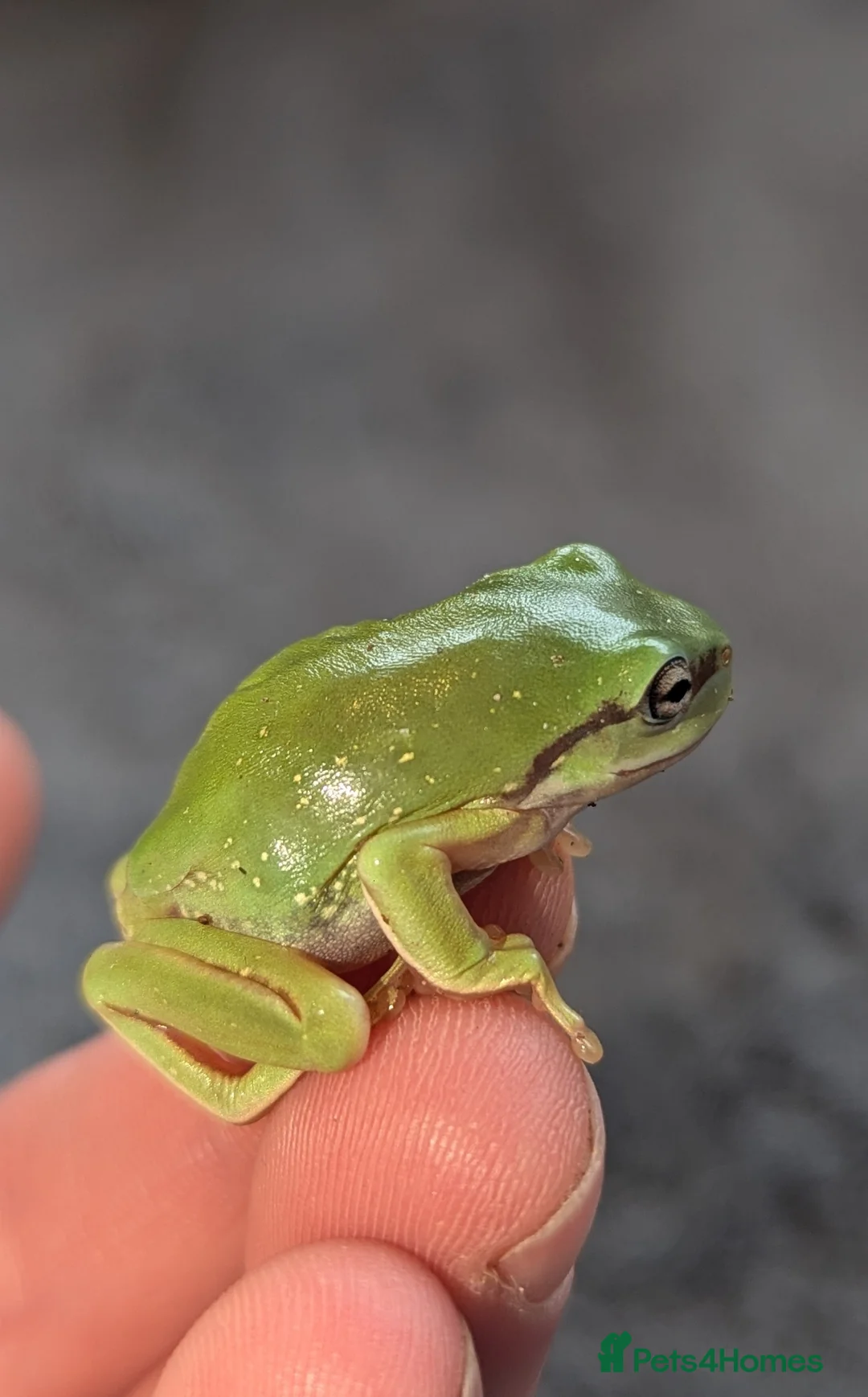 Frog reptiles for sale: Snowflake whites tree frogs - Advert 2
