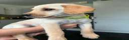 Goldador dogs for sale: Goldador pup - Advert 1