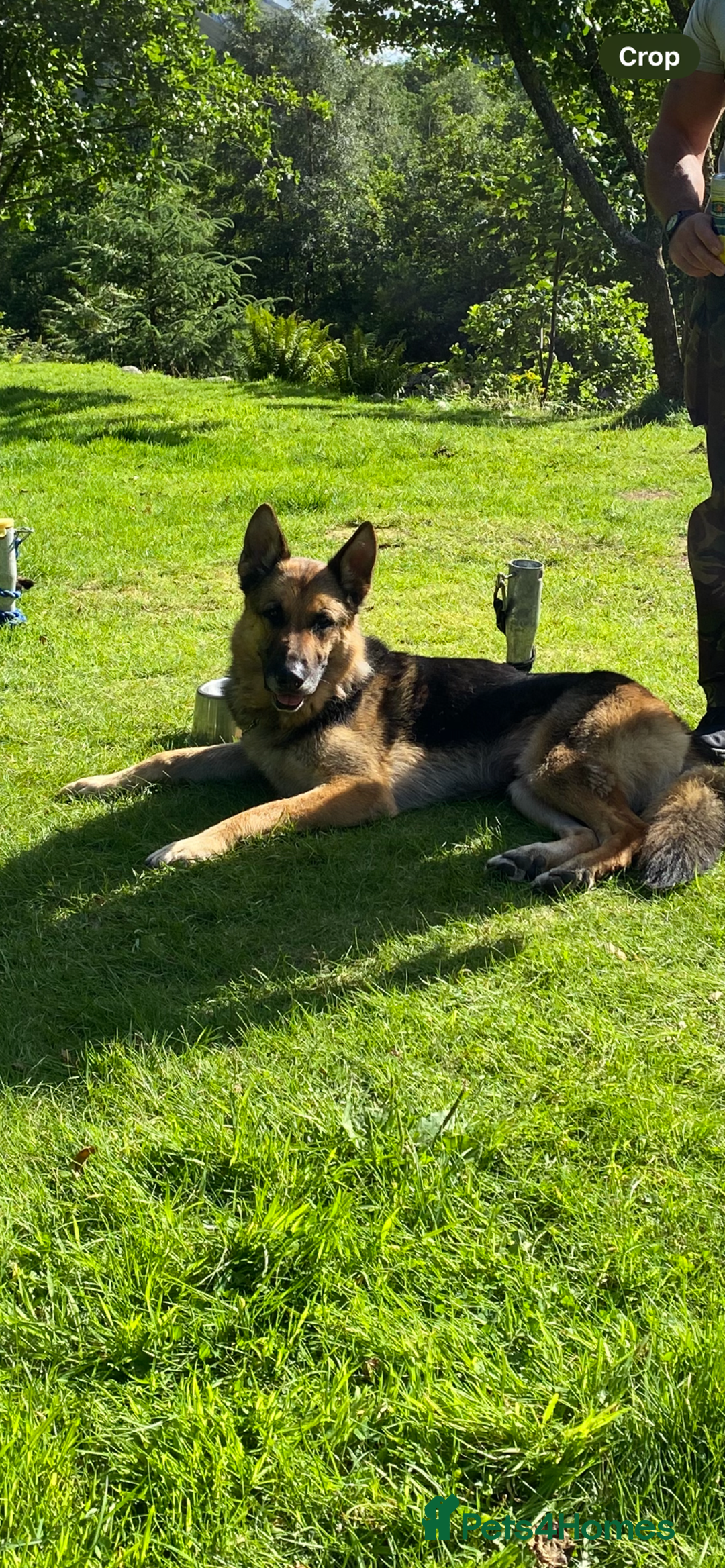 German Shepherd dogs for sale: Strider - Advert 4