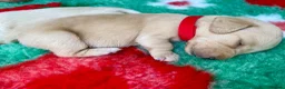 Miniature Dachshund dogs for sale: KC CLR Long Hair Cream Mini Dachshunds - Advert 10