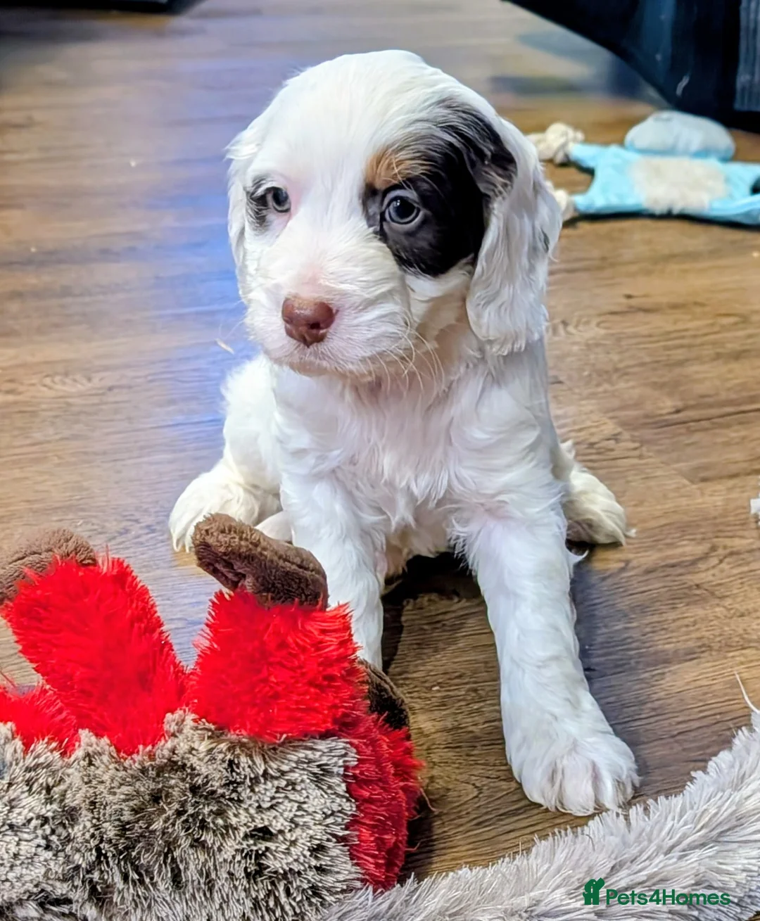 Cockapoo dogs for sale: Licensed breeder, health tested F1 cockapoo pups - Advert 21