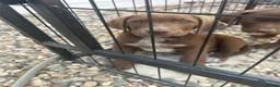 German Shorthaired Pointer dogs for sale: German pointer pups - Advert 9