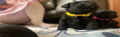 Miniature Schnauzer Puppy 4