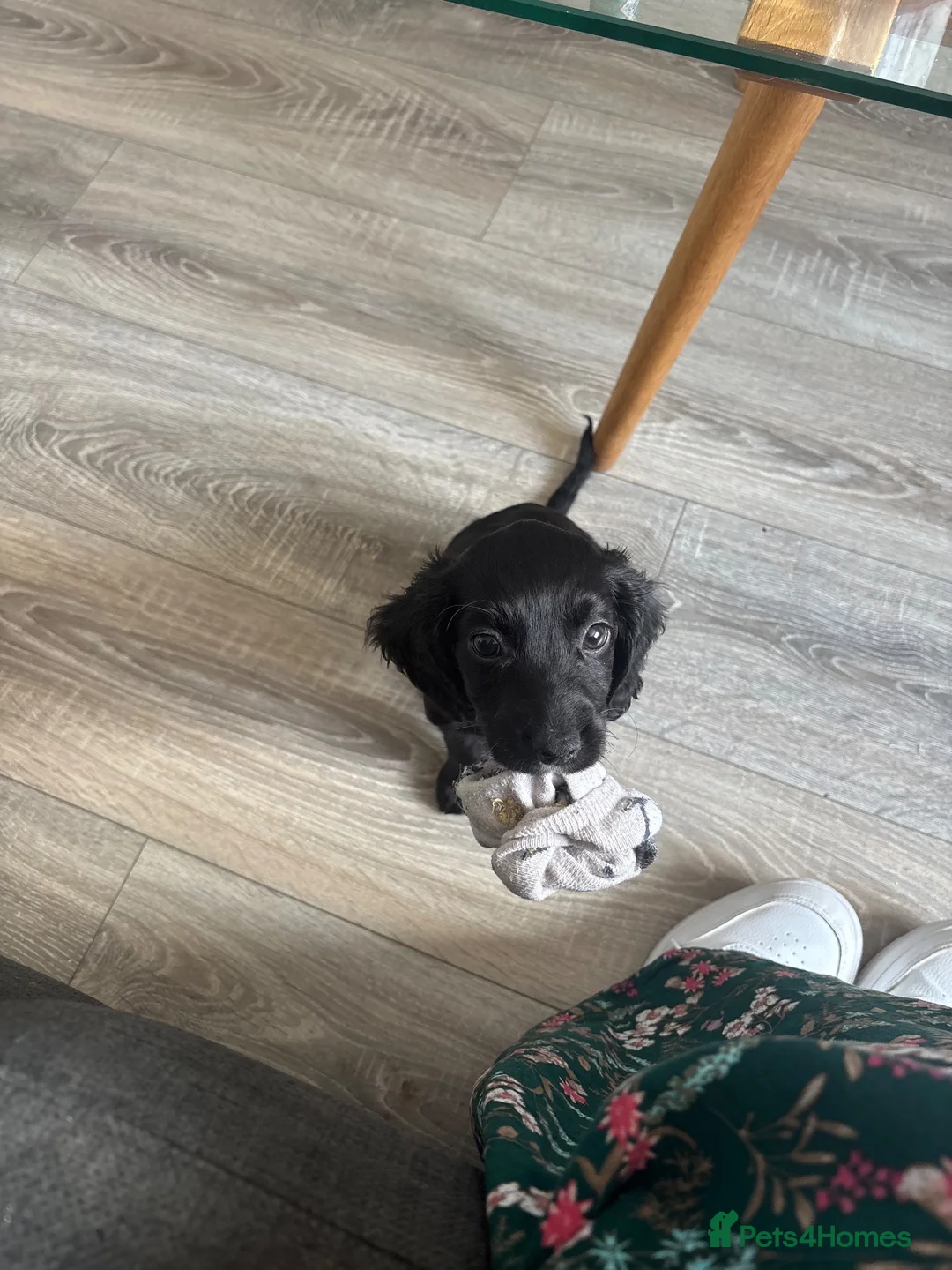 Cocker Spaniel dogs for sale: 8 month old loving cocker spaniel  - Advert 7