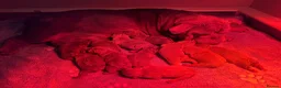English Bulldog dogs for sale: Gorgeous KC English Bulldog Puppies - Advert 36
