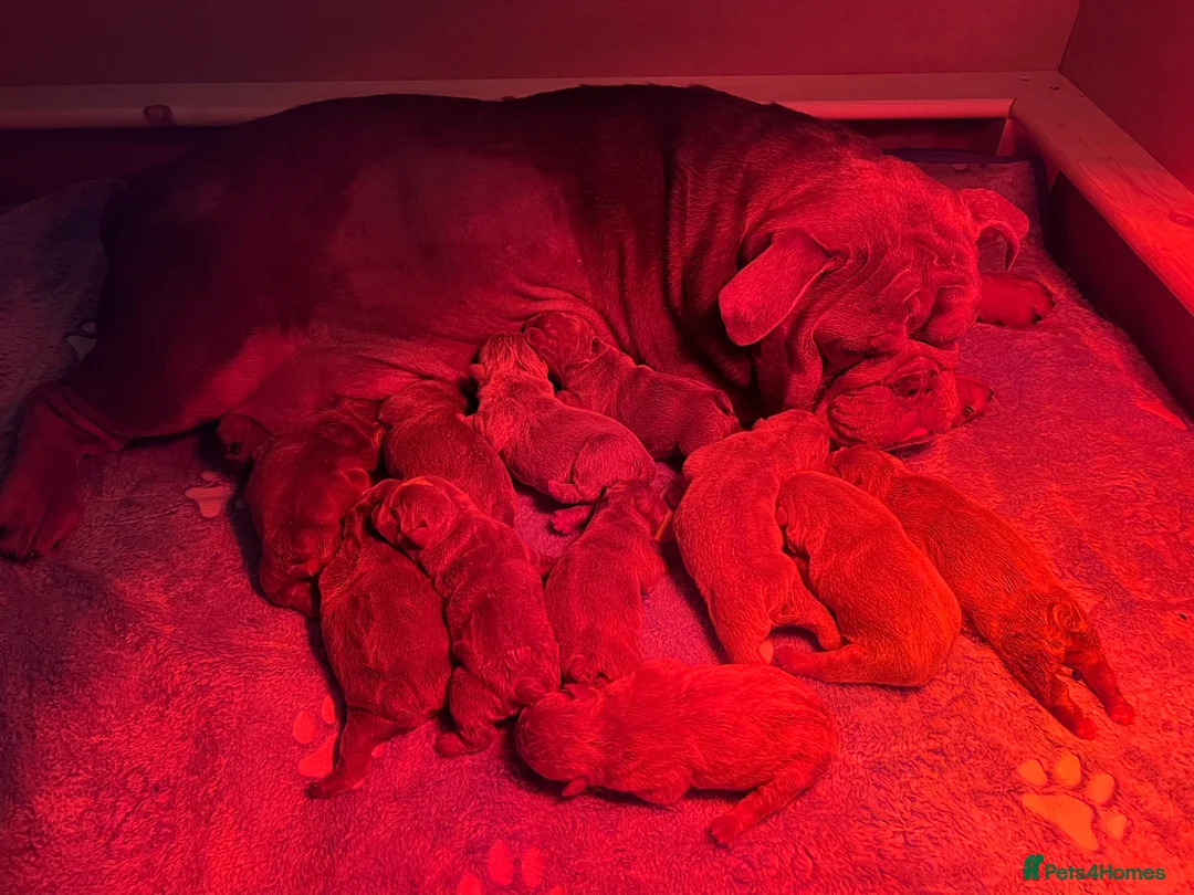 English Bulldog dogs for sale: Gorgeous KC English Bulldog Puppies - Advert 36