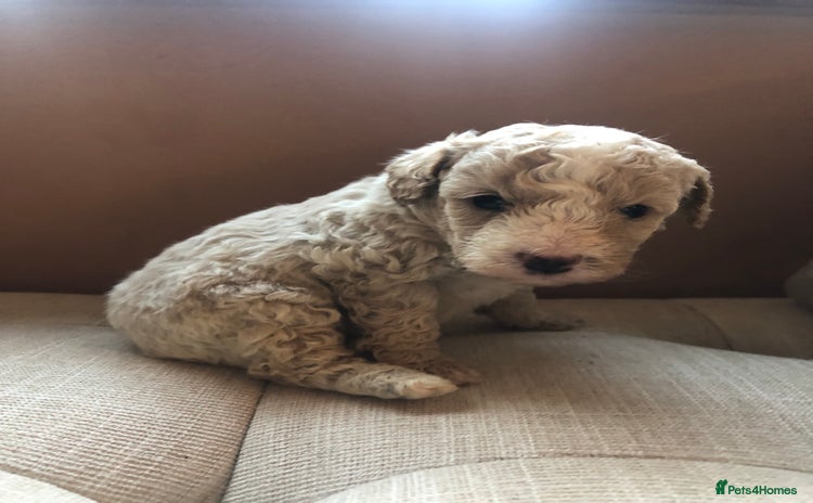 Cavapoochon dogs Teddy bear Cavapoochons health tested lineage - Advert 1