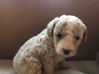 Cavapoochon dogs Teddy bear Cavapoochons health tested lineage - Advert 2