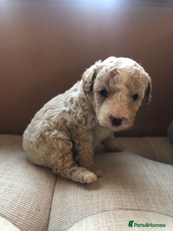 Cavapoochon dogs Teddy bear Cavapoochons health tested lineage - Advert 7