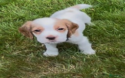 Cocker Spaniel dogs for sale: KC Reg Working Cocker spaniel puppies roan - Image 32