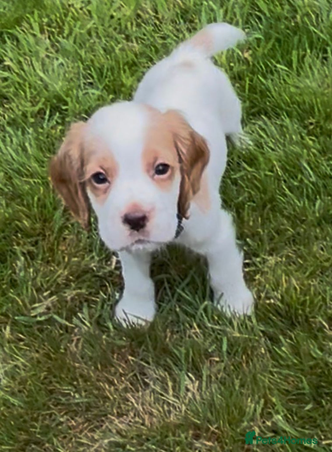 Cocker Spaniel dogs for sale: KC Reg Working Cocker spaniel puppies roan - Image 32