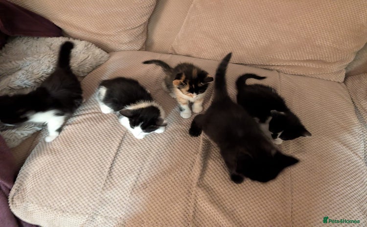Mixed Breed cats - Advert 4