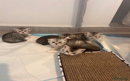 Scottish Fold cats for sale: Scottish fold and straights - Image 2