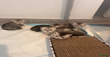 Scottish Fold cats - Advert 2