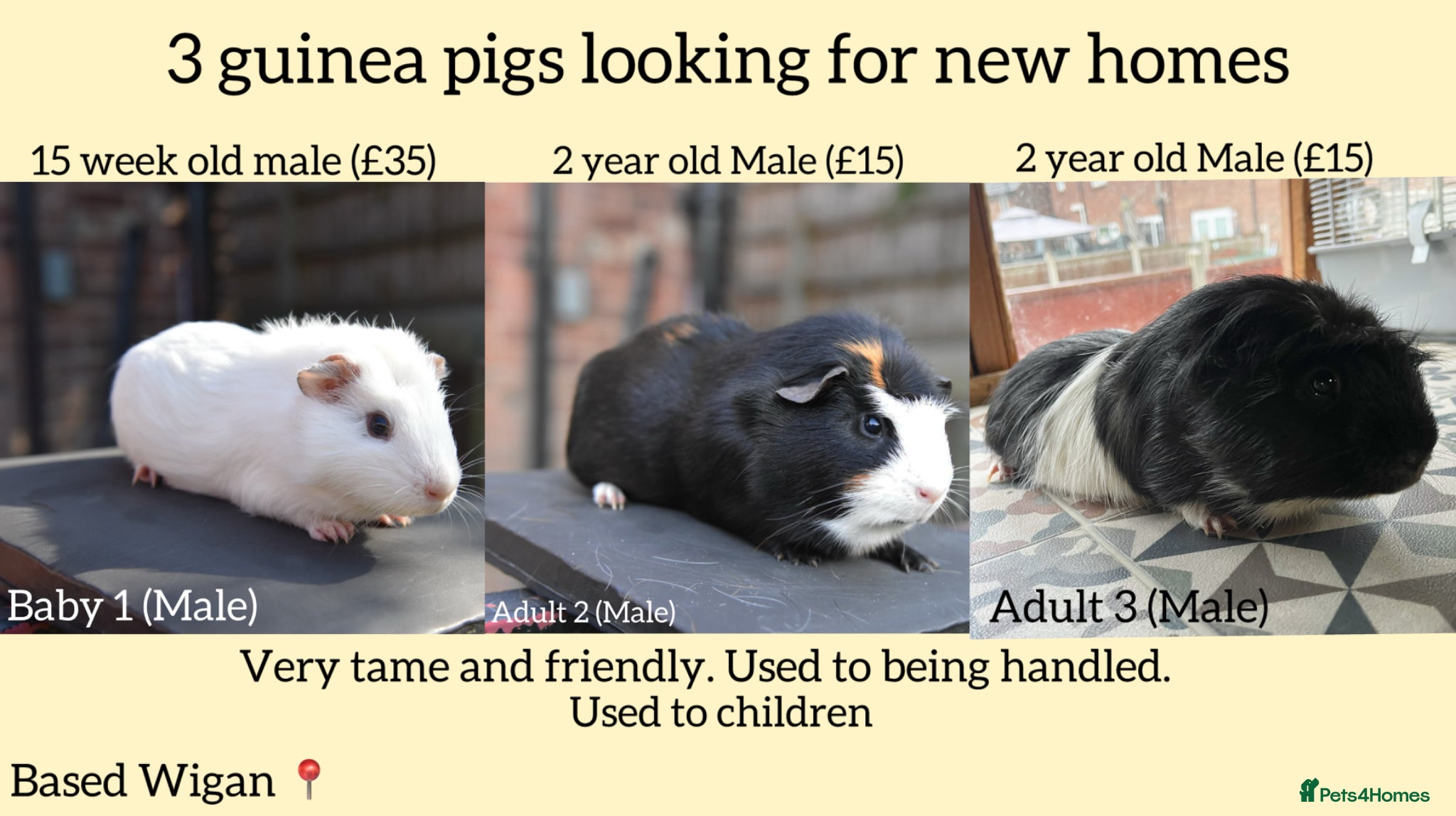 Guinea Pig rodents for sale: Guinea Pigs Looking For New Homes - Advert 1