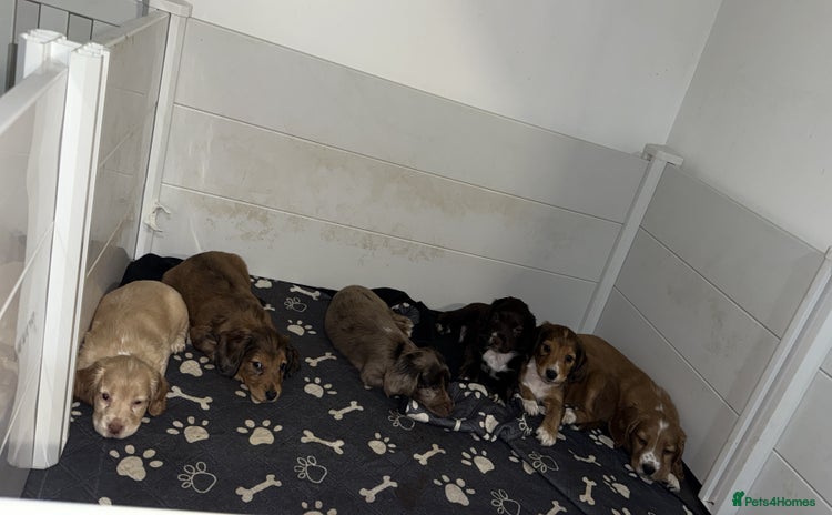 Cocker Spaniel dogs - Advert 1