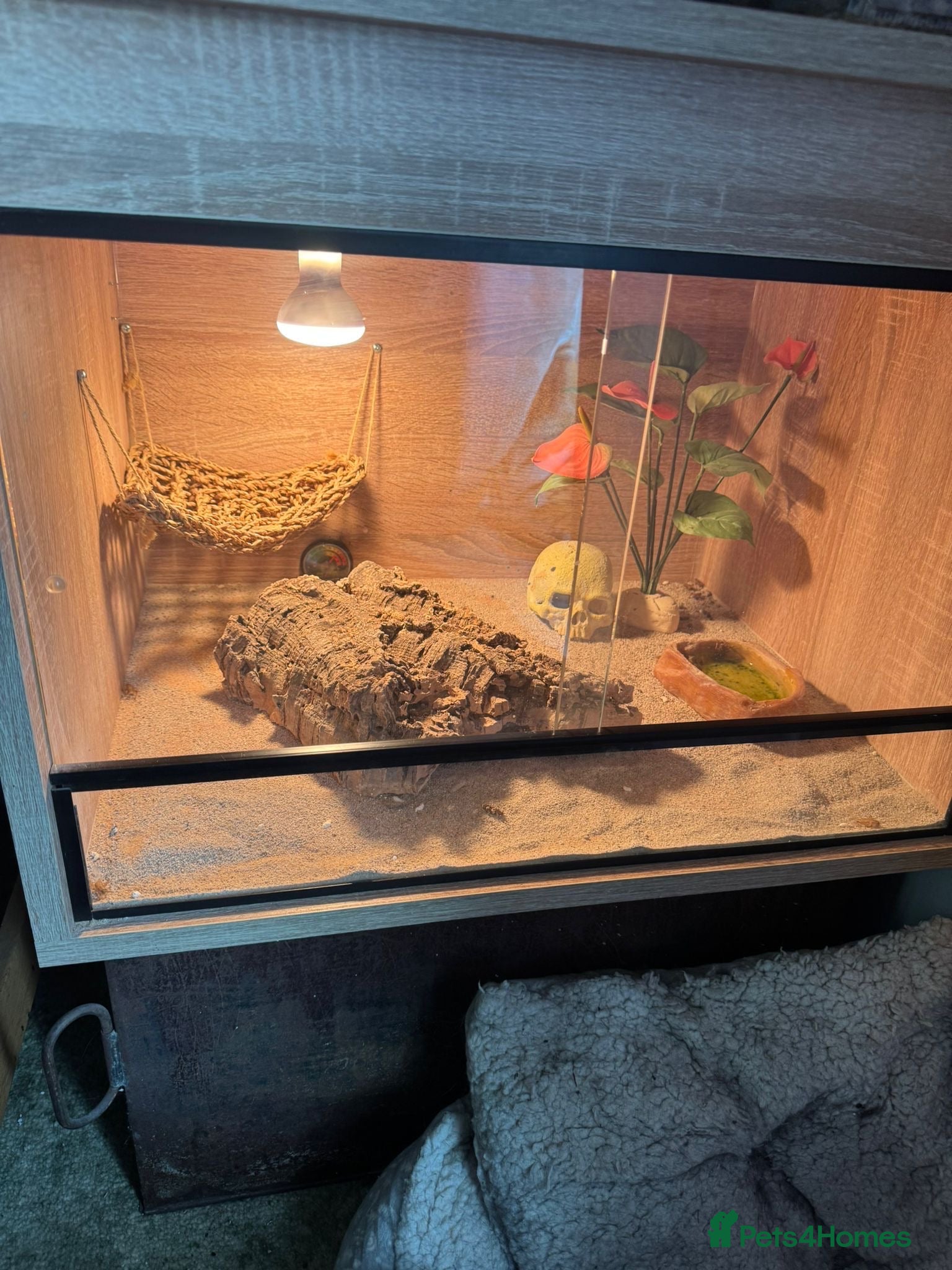 Leopard Gecko reptiles for sale: Two year old leopard gecko for sale in Harlow - Advert 3