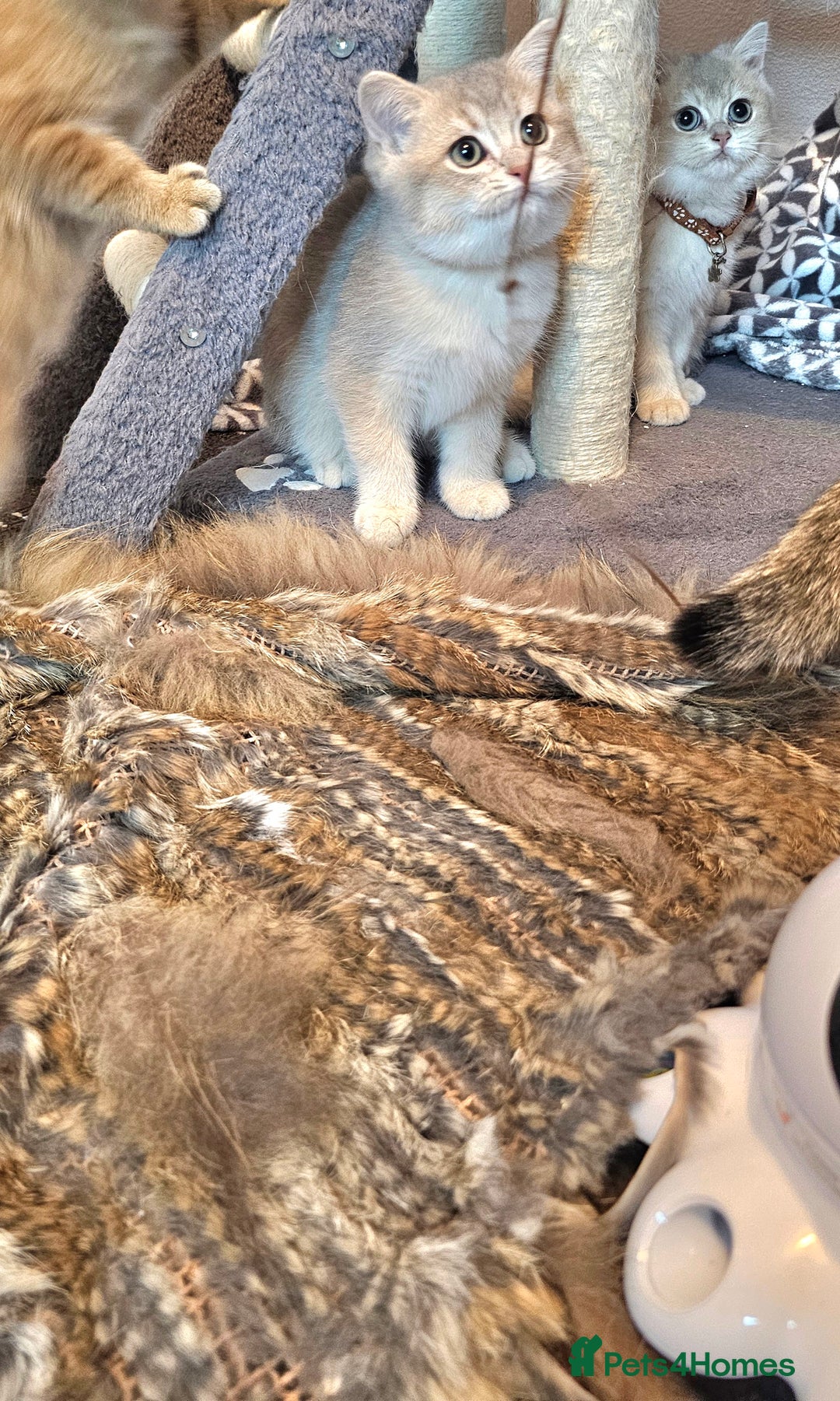 British Shorthair cats for sale: BSH GOLDEN KITTENS - Advert 13