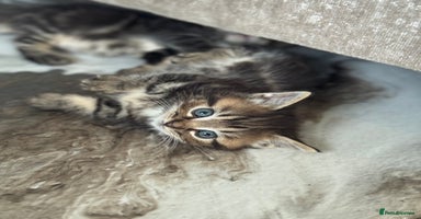 Munchkin cats - Advert 8